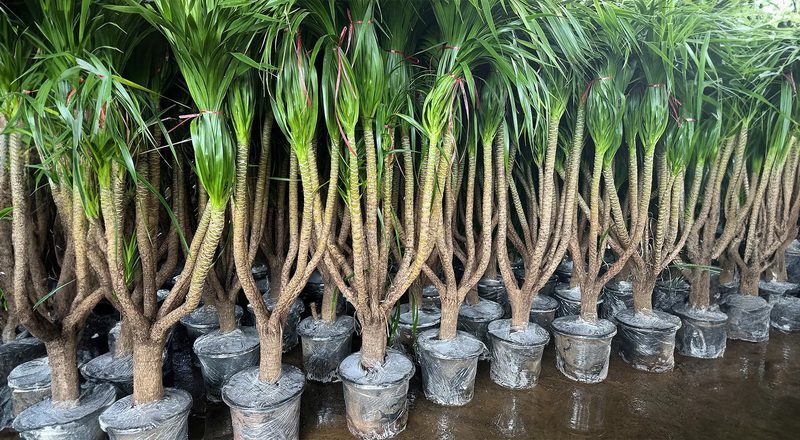 Young plants ready for dispatch