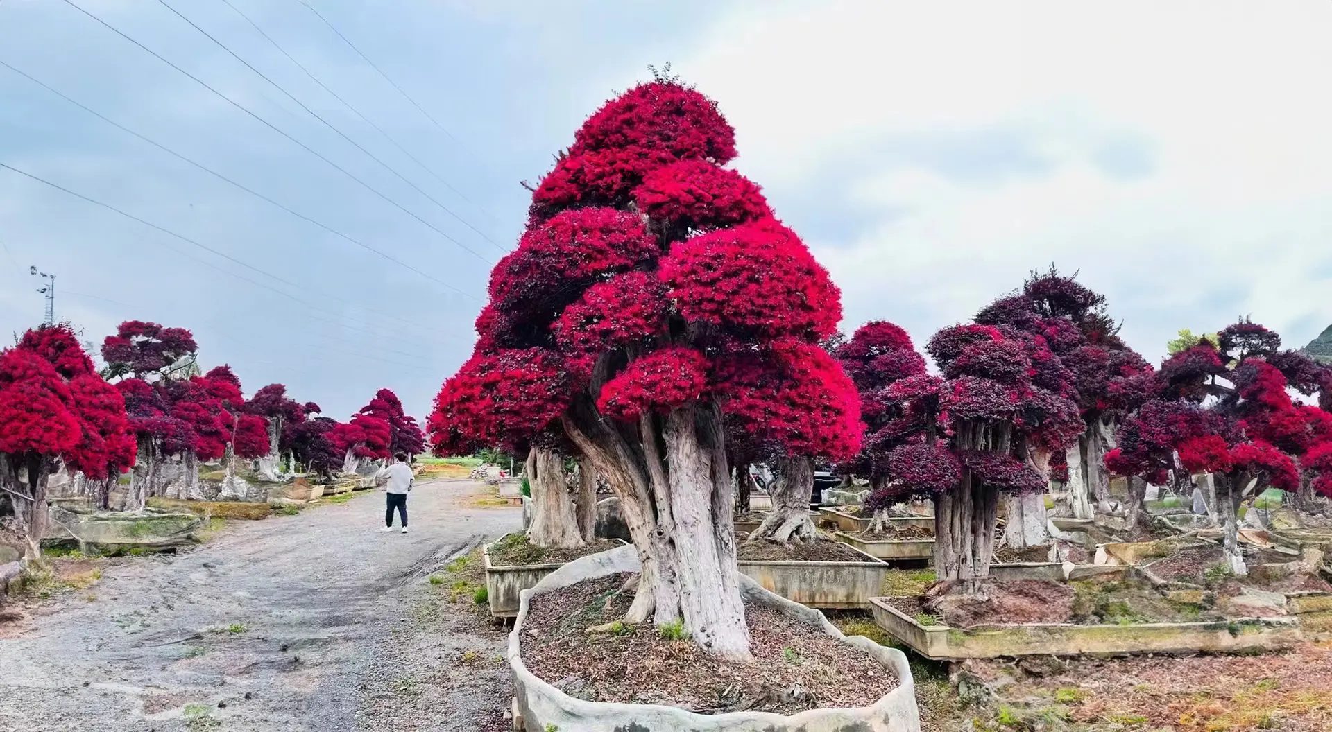 Sculpted ornamental trees at our nursery