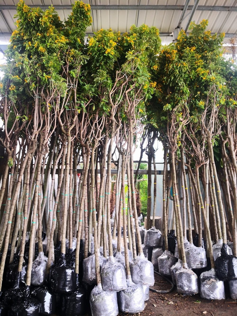Preparing trees for sea freight