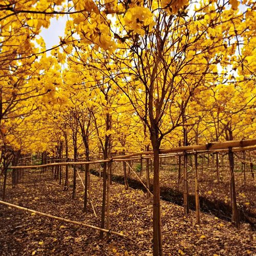 Flowering trees for landscaping