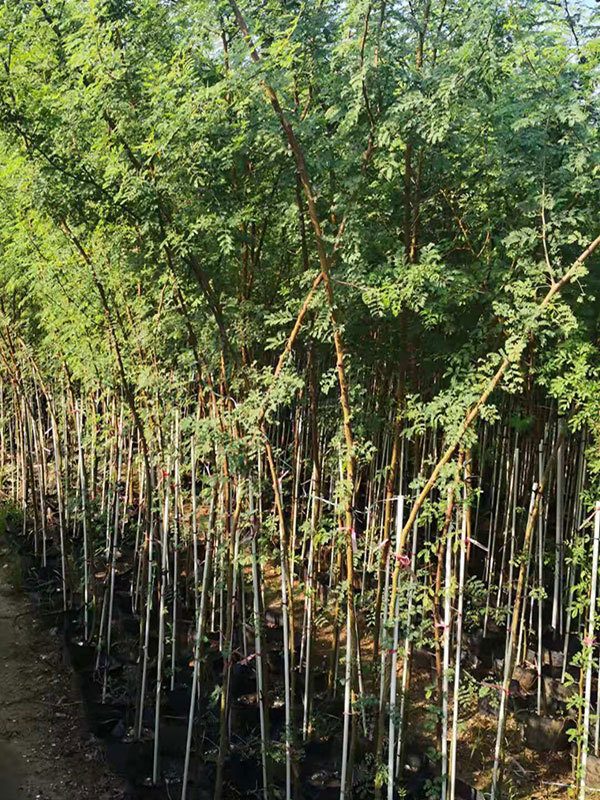 Seasonal Shipping Calendar: When to Import Nursery Stock from South China