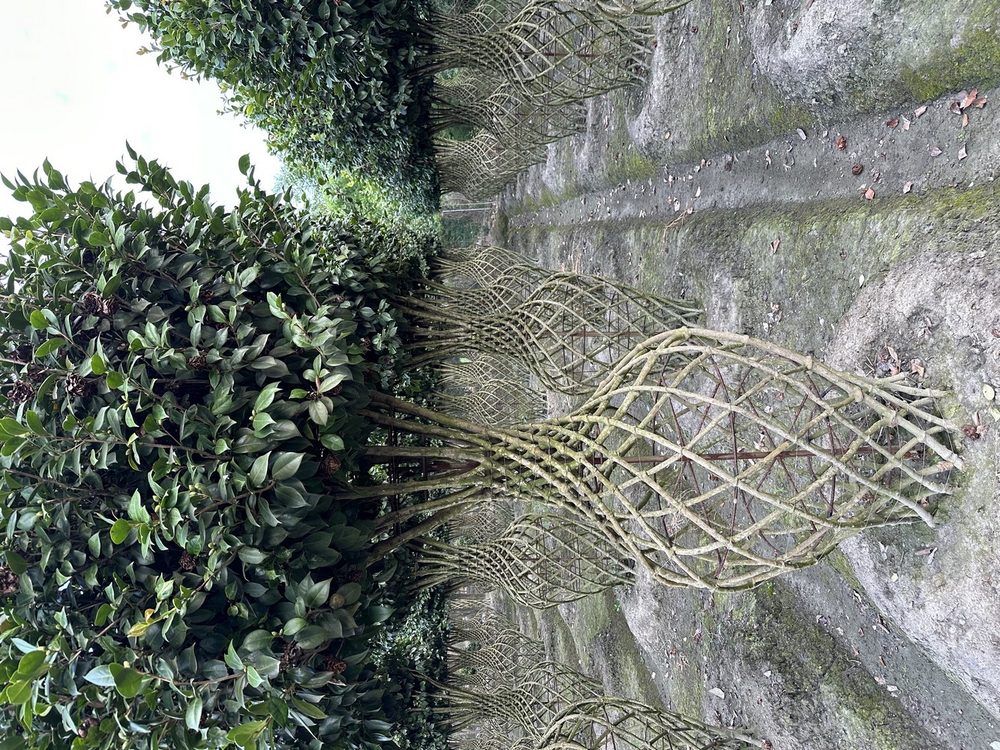 Why Sculpted Topiary Trees Are Trending in Resort & Villa Design