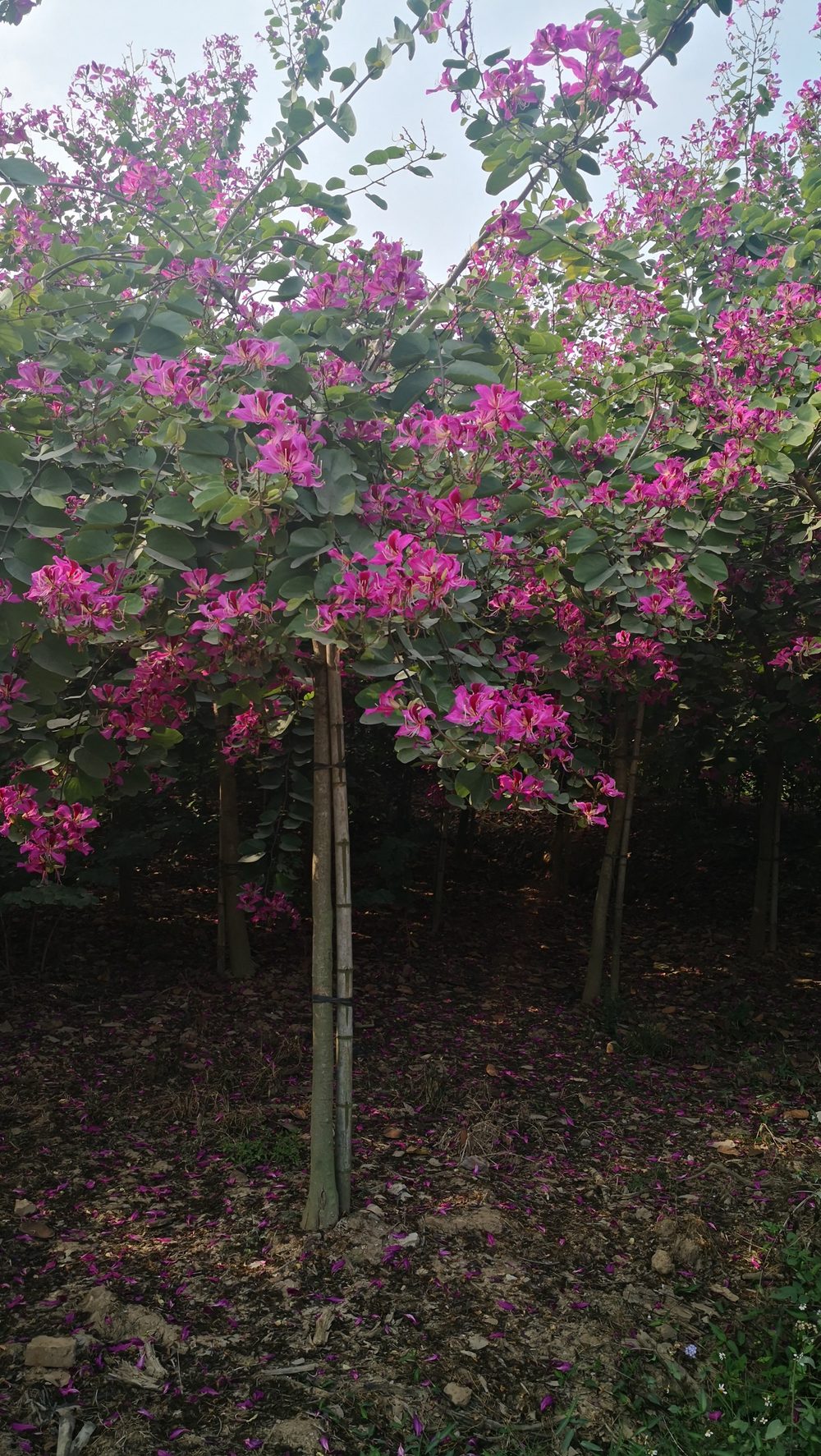 Flowering trees
