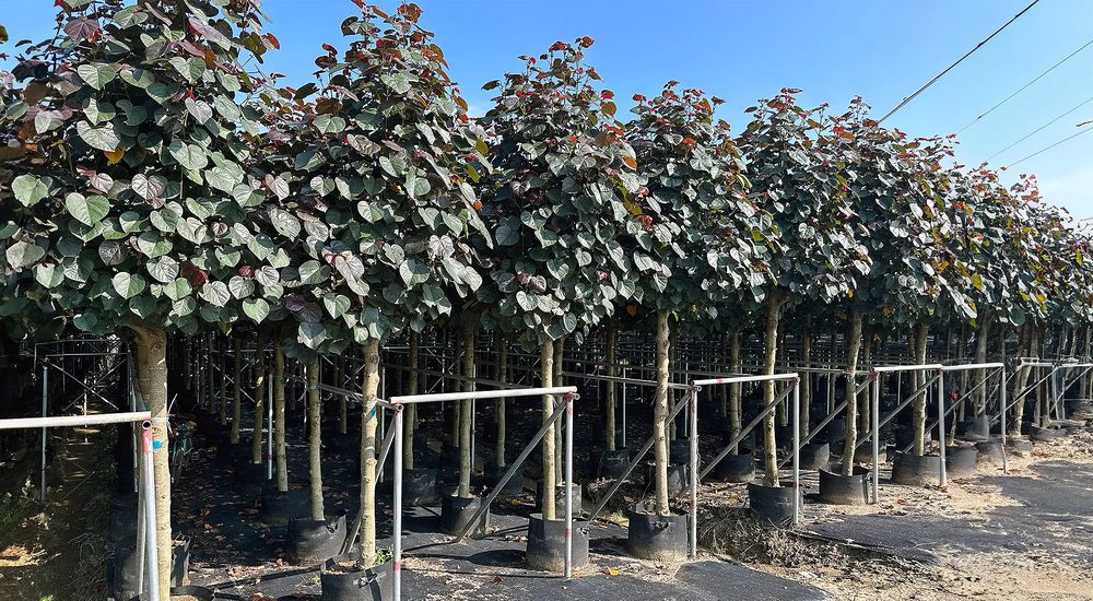 Shade and ornamental trees