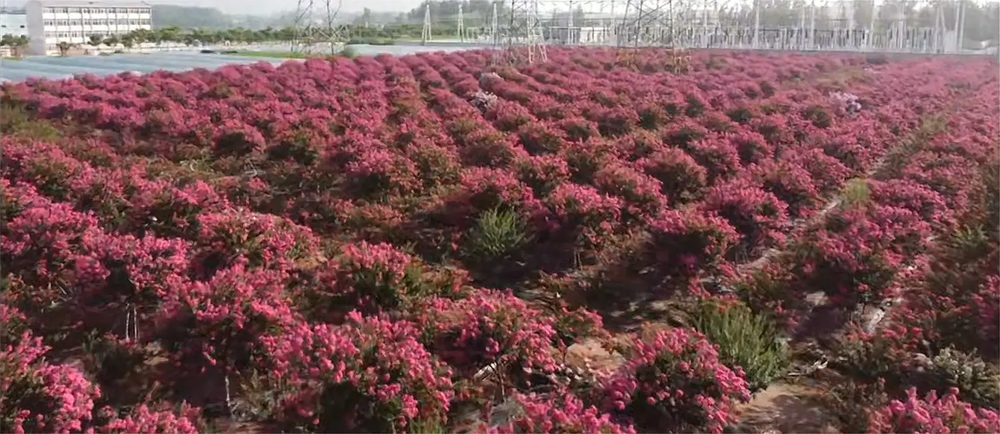 Shrubs and groundcovers